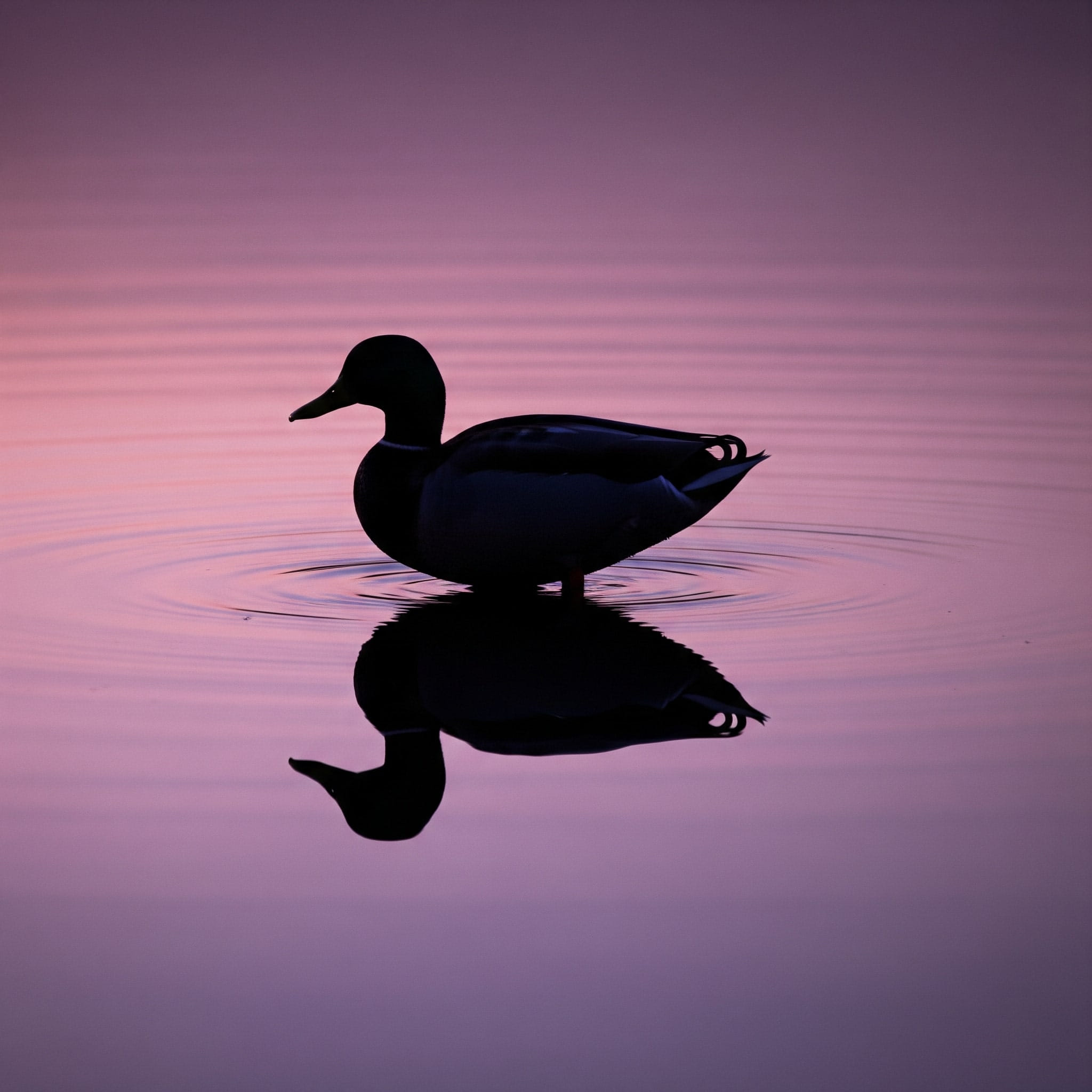 New BlackDuck Integrations Boost Security Scanning Capabilities in Plexicus